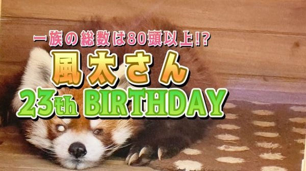 レッサーパンダ・風太くんの23歳の誕生日をお祝い！ 千葉市動物公園のセレモニーの様子を紹介
