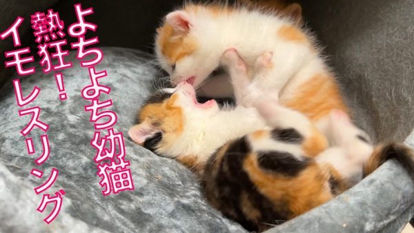 よちよち歩きの子猫たちが猫ドームでレスリング！ コロコロと転がっては起き上がれない姿が可愛すぎる