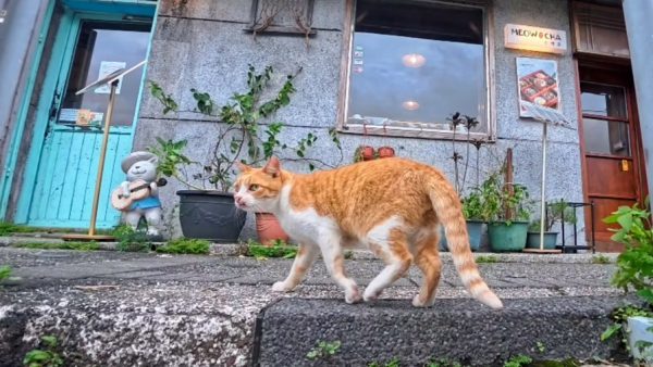台湾の「猫村」へ行ってきた！ 現地猫に連れられカフェへ向かうと、猫のエサ場へと案内された