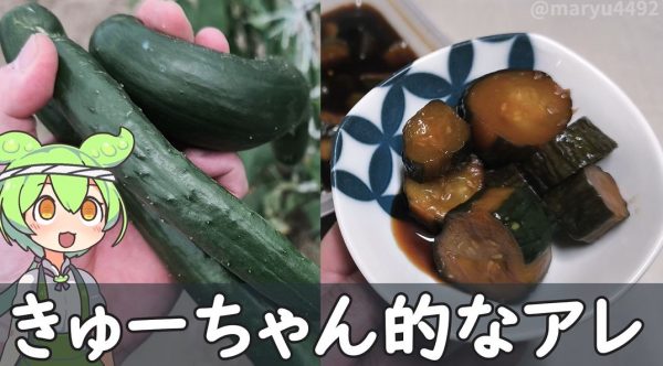家庭菜園のキュウリを大量消費！ 「きゅうりのキューちゃん」みたいなお漬物を作ってみた