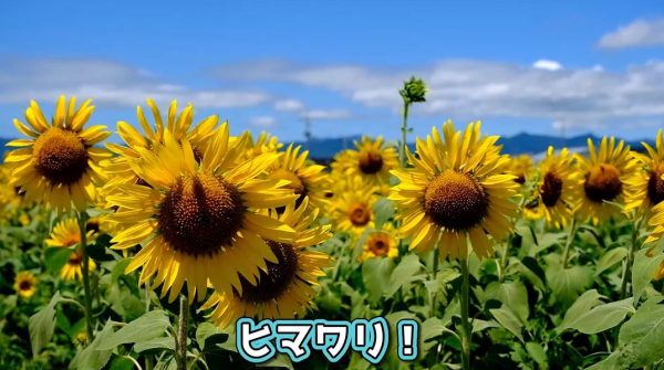 夏ツーリングで訪れたのは100万本のヒマワリ畑！ 青空に映える絶景に「THE・夏の景色」の声