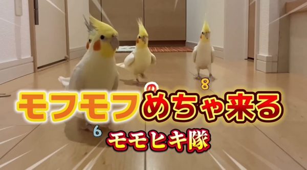 続々と椅子に集まるオカメインコたち！ 最後は飼い主さんまで“椅子争奪戦”に巻き込まれる