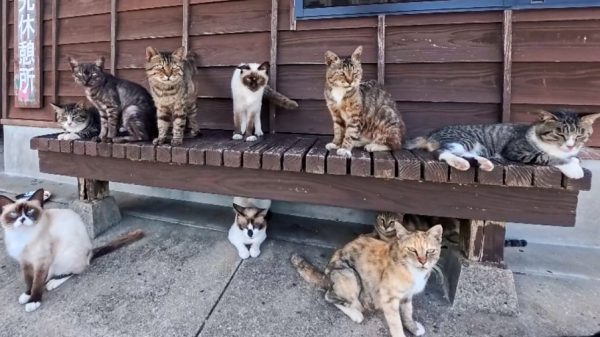 猫島のフェリー乗り場でベンチを占領する猫たち！ 人懐っこい猫に囲まれるも、最後はベンチに座れそう？
