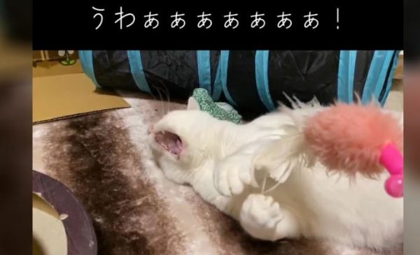 大部屋俳優のようなやられっぷりの猫ちゃん！ 遊びに夢中で横のオモチャの動きに「うわあぁぁぁ！」