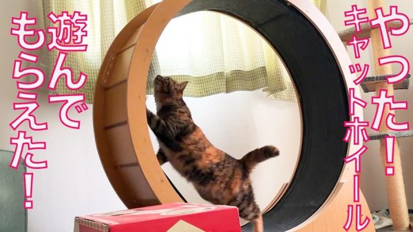 猫たちに遊んでもらえずオブジェ化しそうな「キャットホイール」！ “寝たふり”で人目を気にする猫の貴重な遊び姿を激写