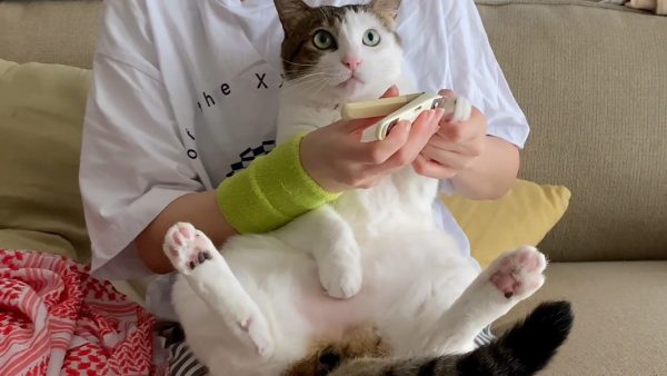 見ないフリで「爪切り」を乗り切ろうとする兄弟猫ちゃん！ 2匹それぞれの反応に癒やされる