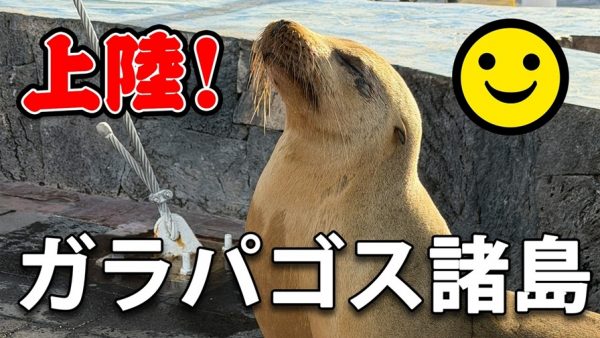 「ガラパゴス諸島」へ行ってきた！ スーパーの入り口で寝るアシカなど、野生動物がのびのび過ごす姿にほっこり