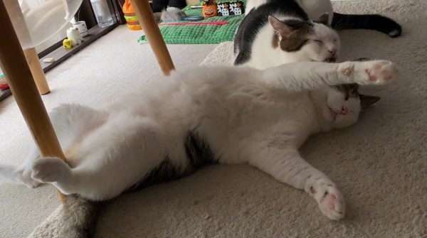 甲斐甲斐しすぎる猫ちゃん！ 仲良し兄弟猫をひたすら毛づくろいする姿がかわいい