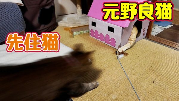 飼い猫の“オモチャ遊び”にビビる元野良猫！ 先住猫の遊び方が本気すぎた