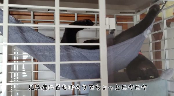「その使い方で大丈夫？」ハンモックでくつろぐ猫ちゃんの姿にドキドキ！ 飼い主さんを心配させる独特な使い方とは