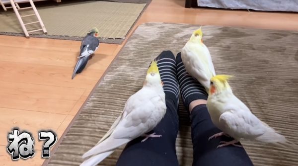飼い主さんがくつろぐと集合するオカメインコ！ 飛べるのにちまちまと登ってくる姿が可愛らしい