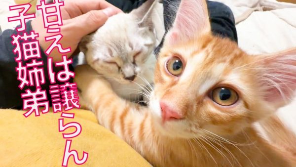 子猫きょうだいが飼い主さんと先住猫に甘え尽くす！ 交代しながら繰り広げる「甘えのローテーション」に和む