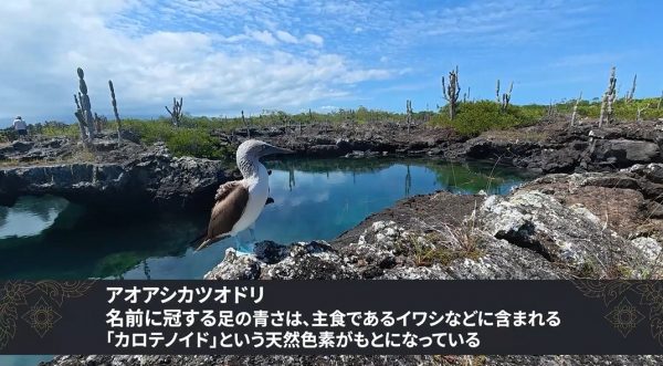 ガラパゴス諸島でペンギンと戯れてきた！ 人より多いアシカや間近で泳ぐウミガメなど、“野生動物の楽園”がのんびりと美しい
