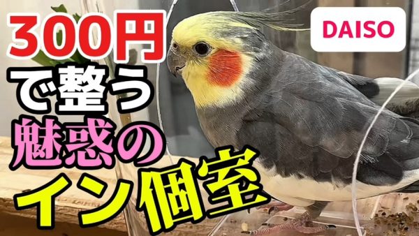 ダイソーの透明ケースでオカメインコの遊び場をDIYしてみた！ 最初は素通り、やがて鳥たちの人気スポットに